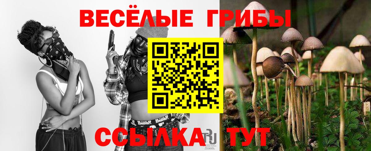 Псилоцибиновые грибы Psilocybe Северск